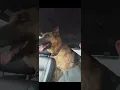 Lagu My German shepherd ❤️ #germanshepherd #gsds #gsd #viral #puppy #viralvideo ##viralvideo #viralshorts