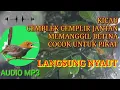 Download Lagu suara prenjak kepala merah cemblek cemplir jantan panggil betina pikat download mp3