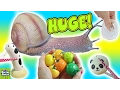 What s Inside Huge Squishy Snail Toy Snail Slime Homemade Squeeze Toy