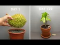 DURIAN TREE Growing From Seed Time Lapse - 120 Days