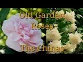 Old Garden Roses The Chinas