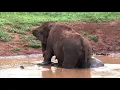 Download Lagu Rana and Ramba in the Pond