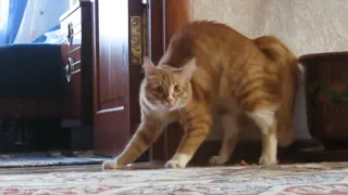 Download Adrenaline Cats | Funny Cat Video Compilation 2020 MP3