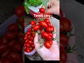 Download Lagu #tomato #shortvideo #shorts #short #shortsvideo #fyp #viral #viralvideo