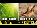 Photosynthesis Explained Certified Arborist Exam