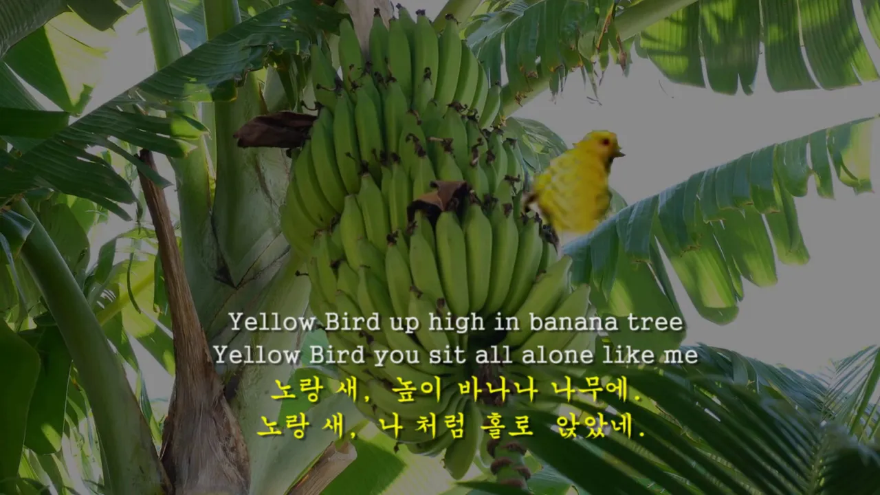 Yellow Bird - Kingston Trio 노랑 새 -킹스톤 트리오 (English Lyrics & Korean Translation 영한자막) Yellow Bird - Kingston Trio 노랑 새 -킹스톤 트리오 (English Lyrics & Korean Translation 영한자막)