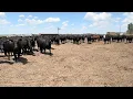 The Cattle Range Listing