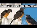 Download Lagu SUARA PANCINGAN MURAI BATU TROTOL AGAR CEPAT BELAJAR BUNYI NGERIWIK NGEPLONG GACOR EMOSI FIGHTER