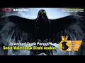 Download Lagu Download Sp. Sedot Walet Induk Birahi Anakan, Suara Panggil walet resfon