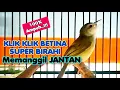 Download Lagu Panggilan Ciblek Sawah BETINA GACOR🔴 Prenjak Klik Pikat Joozz‼️