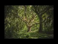 Sound Of The Mother Tree - Ambient Forest