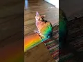 Adorable Cat Bathes in Rainbow Light