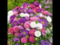 Download Lagu How to Grow Asters from Seed / Så Asters