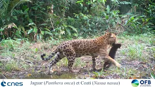 🐆 Suivi du jaguar au CSG : des rencontres inattendues....