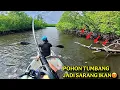 Download Lagu BANYAK IKAN KUMPUL DI SINI .!!! POHON TUMBANG JADI SARANG IKAN , TES REEL DAIDOxDMK CHEETAH