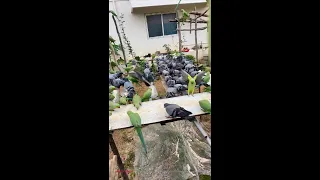 Kitchen Garden is live for parrots feeding 23/10/2026 #parrots