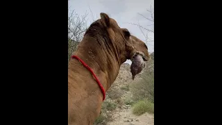 هيجان البعير بعير جمل بعران 