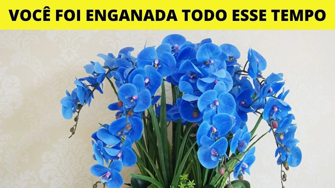 ESSE É O GRANDE SEGREDO DA ORQUÍDEA AZUL