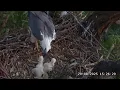 Download Lagu Sea-EagleCAM4 29.08.2025 15:14