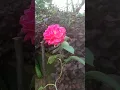 Download Lagu Recitation of verse 8 of Surah At Tahrim.#quran #surah #viral #recitation #shorts