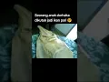 Download Lagu ANAK DURHAKA DIKUTUK MENJADI IKAN PARI😭😭 #shorts