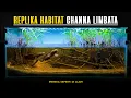 Download Lagu Biotope Untuk Sepasang Channa Limbata.
