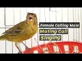Download Lagu Female Canary calling Male - Live HD singing