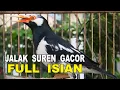 Download Lagu jalak suren gacor full isian