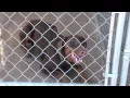 Doberman Rescue