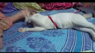 ভদ্র লোক মেনি!