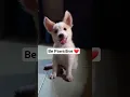 Download Lagu Why Dogs Are Loyal? 🐕  #puppy #cat #shorts #pets #positivevibes #dogs #dog #cute #photography