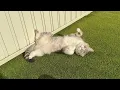 Download Lagu 朝5時にお散歩に連れて行ったら日向ぼっこが気持ち良すぎて猫がこうなっちゃいましたwww