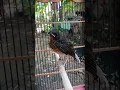 Anak burung murai batu jantan umur 1 bulan...