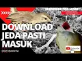 Download Lagu burung kapas tembak ngeplay gacor ngerol nembak fighter vs ciblek sawah ngbren panjang | MasteringID