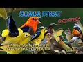 Download Lagu SUARA PIKAT BURUNG KECIL YANG SUSAH TURUN