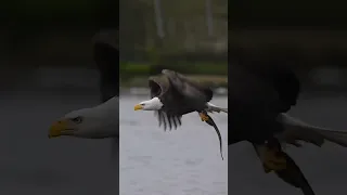 من حضوري يخافون نسرين طافش صقر Tiktok 