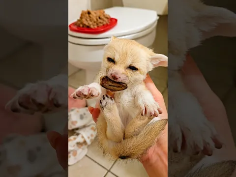 A Lost Fennec Fox Cub Found a Home #FennecFox #AnimalRescue #WildlifeRescue #AnimalLove #Shorts