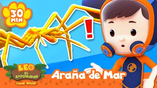 ¡Es difícil encontrar a esta araña bajo el agua! | Leo, El Explorador | Animación - Familia