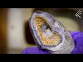 Casgliad: Llysywen Bendoll y Môr | Collections: Sea Lamprey