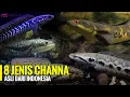 Download Lagu 8 JENIS IKAN CHANNA GABUS HIAS ASLI INDONESIA!