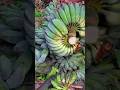 Download Lagu Panen buah pisang di ladang dengan hasil yang sangat memuaskan #shorts