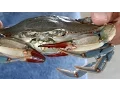 Gulf Coast Research Lab Home to One of Only Two U S Blue Crab Hatcheries