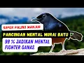 pancingan mental Murai Batu Ter Manjur, Putar Sekali 99 % Murai Manapun Auto Ganas Mental Fighter