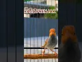 Suara Pikat Burung Prenjak #prenjak #pikatburung #prenjakgacor