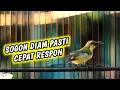 Download Lagu DALAM 1 MENIT‼️SEMUA SOGON LANGSUNG IKUTAN NEMBAK GACOR | PALING AMPUH