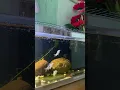 Download Lagu https://vt.tiktok.com/ZSHWQbrCKvhJy-Gy7El/ ăn sung quá