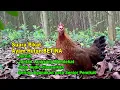 Download Lagu Suara Pikat Ayam Hutan #betina Agar #jantan RESPON MENDEKAT