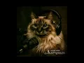 Download Lagu Oma is het algoritme te slim af?! snorharen en meneer Pitch #shorts