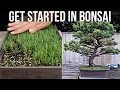 How to Get Started in Bonsai