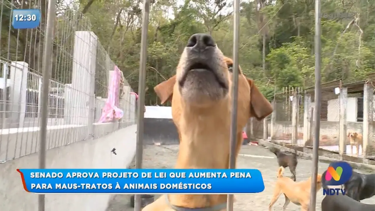 Punição para quem maltratar animais domésticos